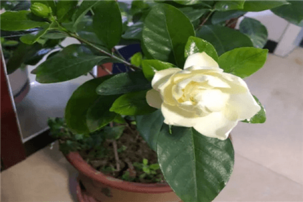 Gardenia