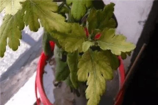 Soil Alkaline Yellow Leaf
