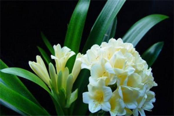 Clivia miniata