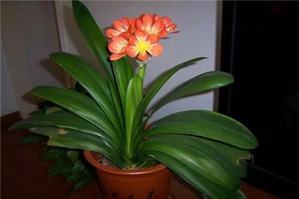Clivia miniata