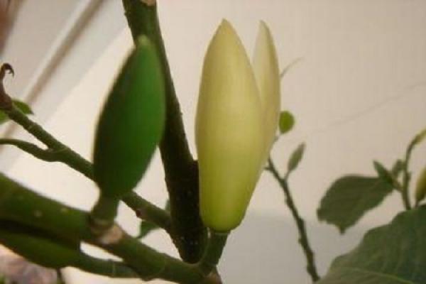 White Orchid