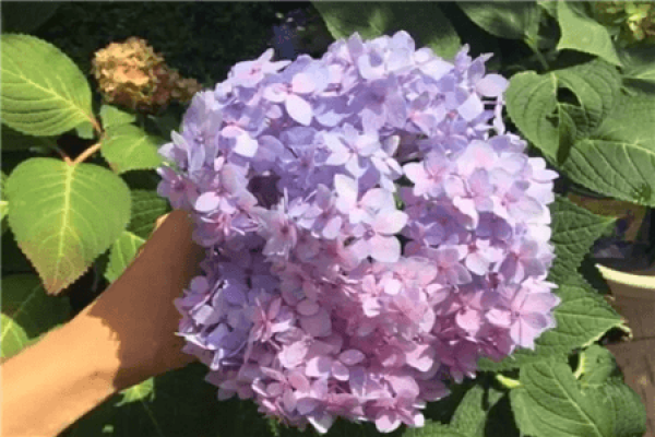 Color-changing hydrangea