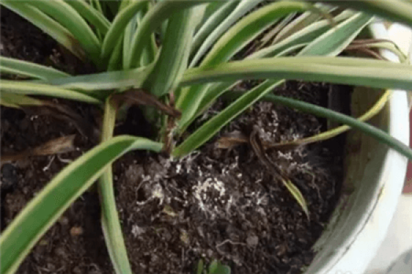 Rotten Root