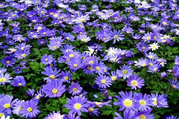 Dutch chrysanthemum