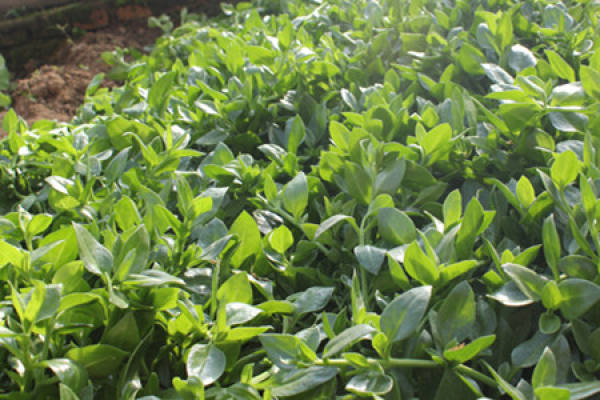Andrographis paniculata