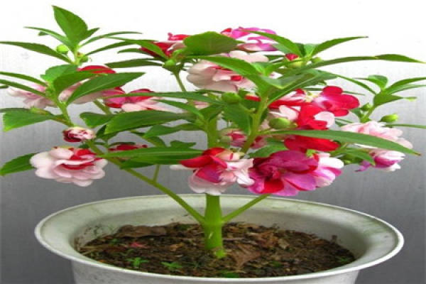 beautiful Impatiens