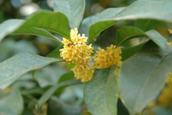 beautiful osmanthus