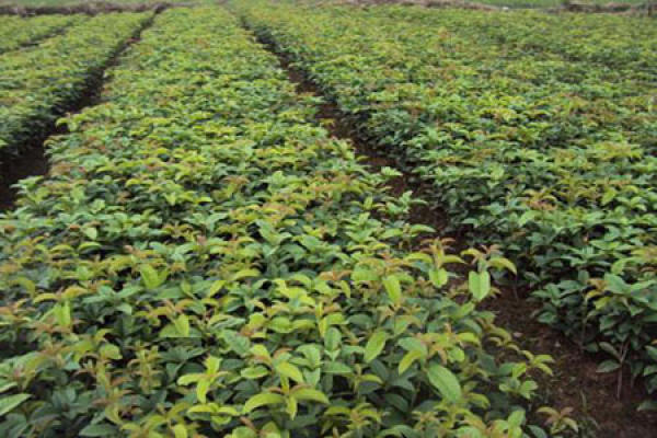 Cinnamomum japonicum