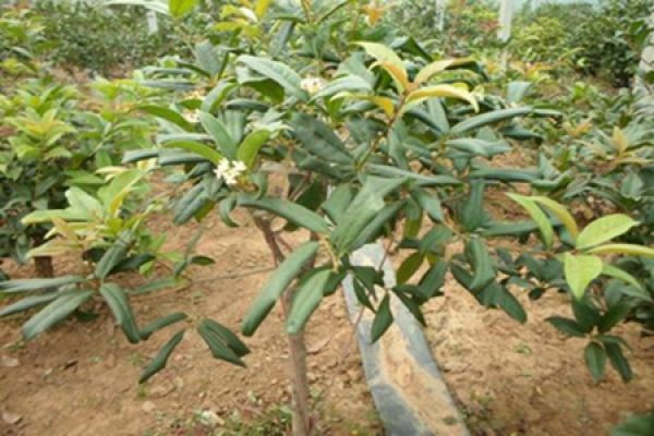 beautiful laurel