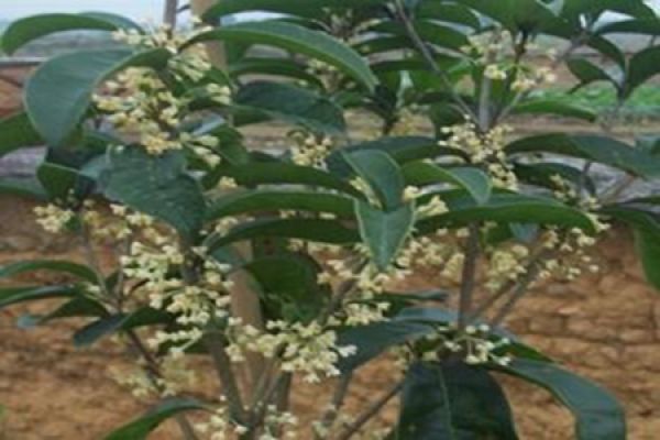 Cinnamomum japonicum
