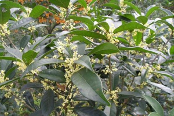 Cinnamomum japonicum