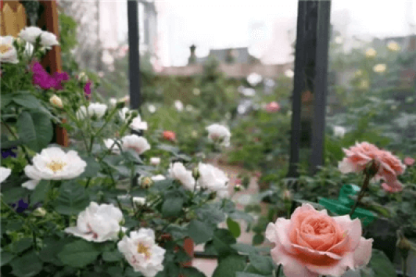 Chinese rose