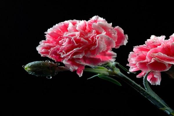 Carnation