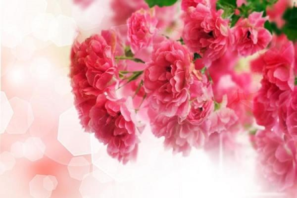 beautiful carnations