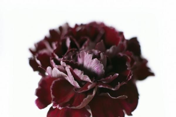 Carnation