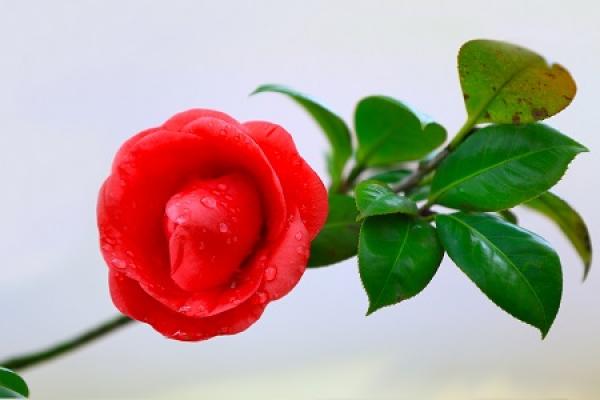 Camellia