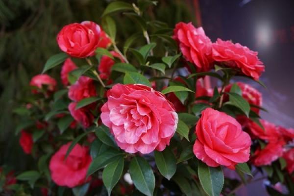 Camellia