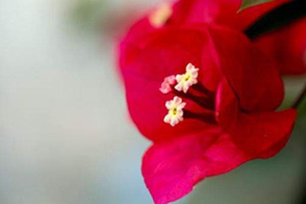 Bougainvillea