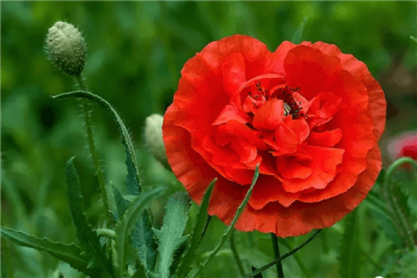 Papaver rhoeas