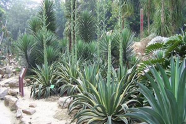 Phnom Penh Agave