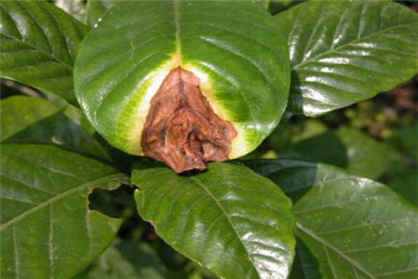 Sick Gardenia