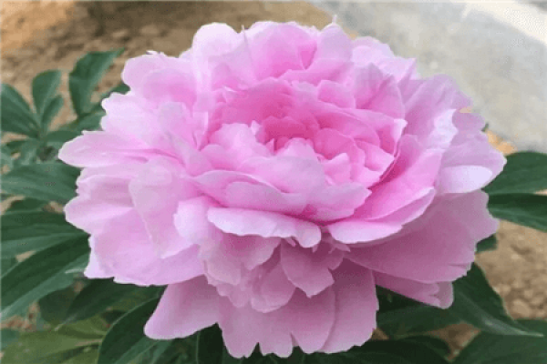 Paeonia lactiflora
