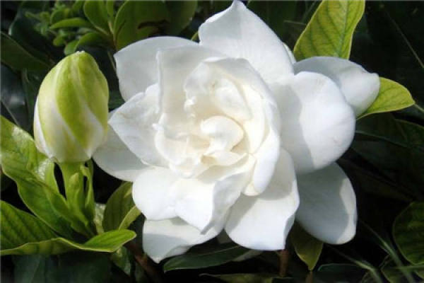 Beautiful Gardenia