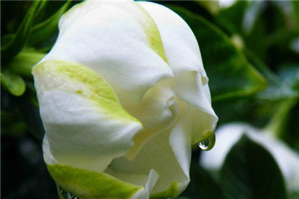 Gardenia