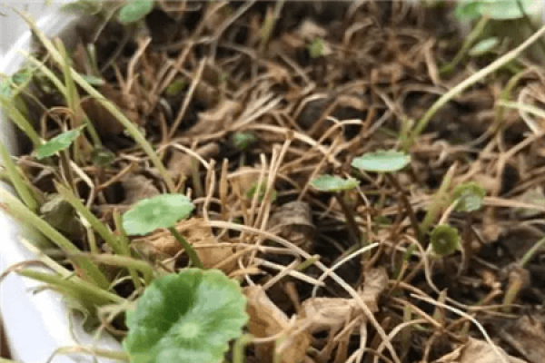 Herba Lysimachiae Christinae