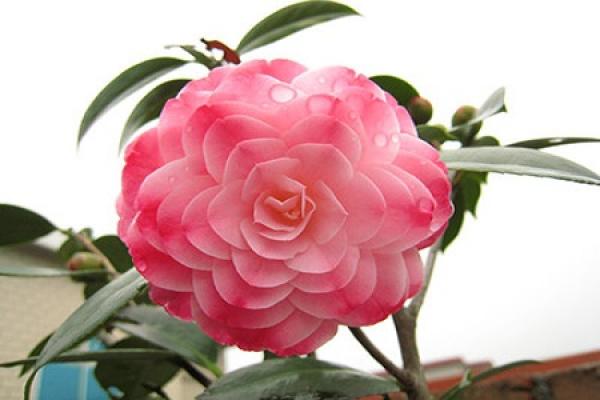 Camellia