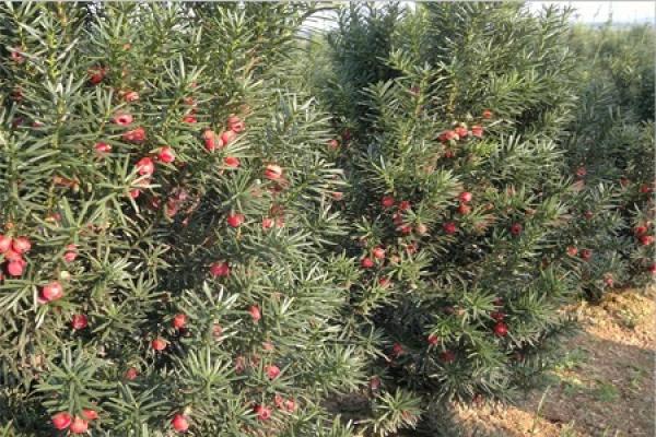 Taxus media