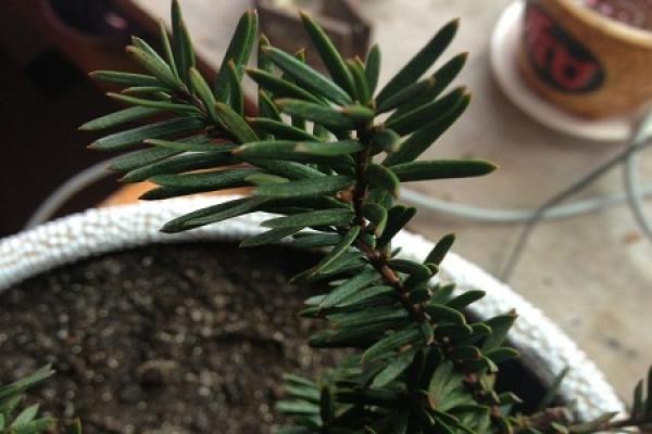 Taxus media