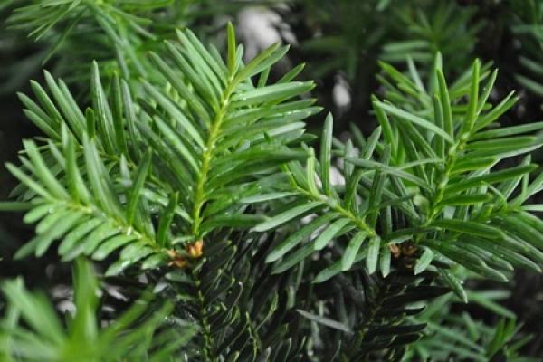 Taxus media