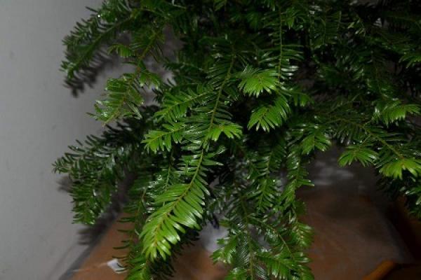 Taxus media