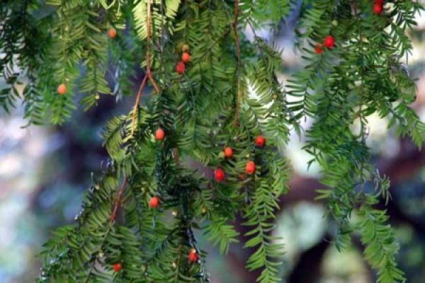 Taxus chinensis