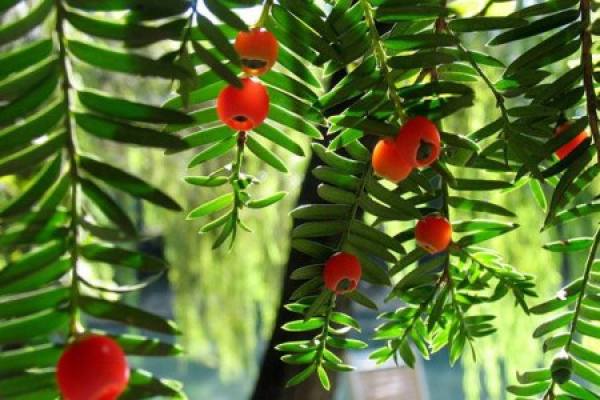 Taxus chinensis