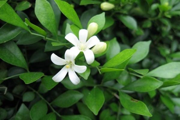 Murraya paniculata Murraya paniculata