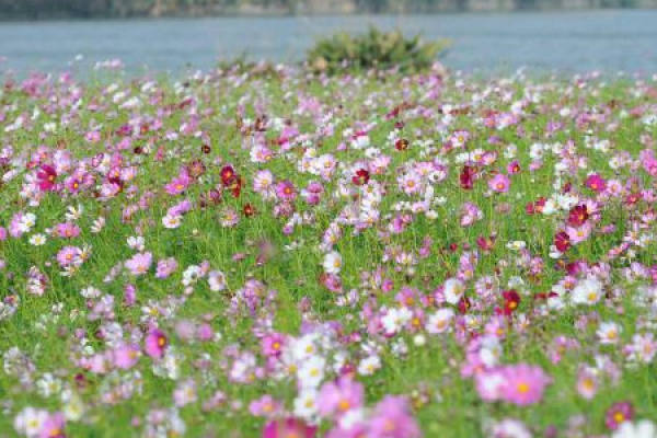 Persian Chrysanthemum Sea