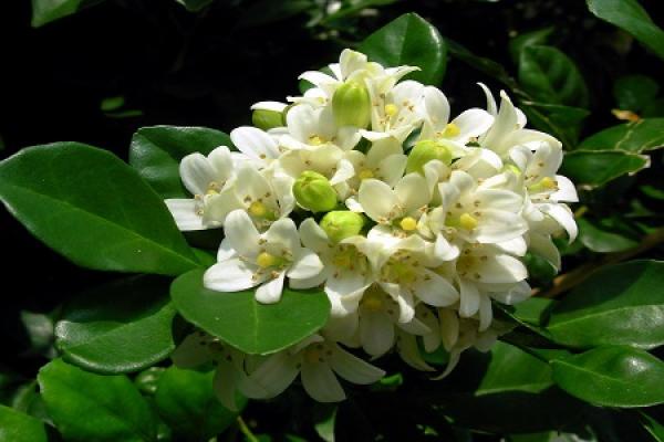 Murraya paniculata