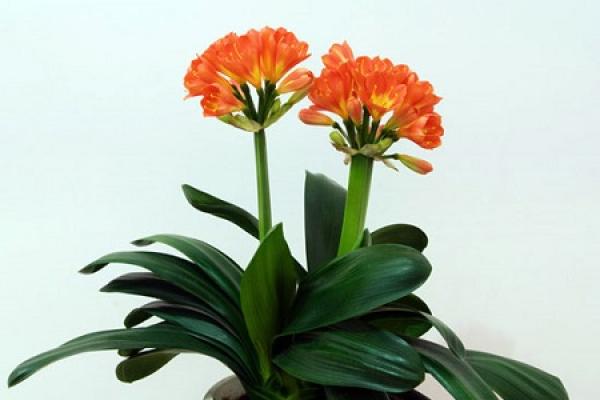 Clivia miniata