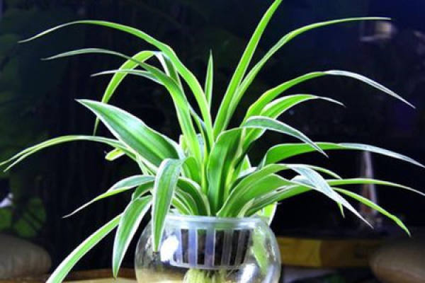 Phnom Penh Chlorophytum