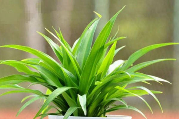 Potted Chlorophytum comosum