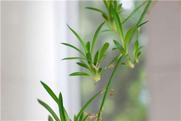 Chlorophytum leaf