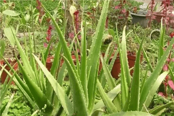 beautiful aloe