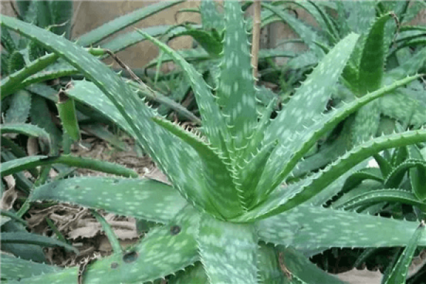 Aloe saponaria