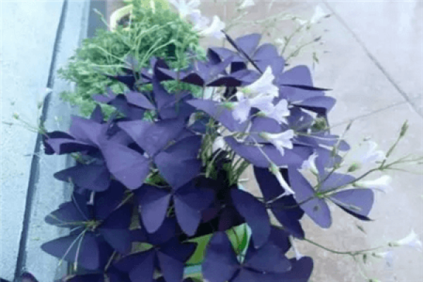 Herba Pulsatillae