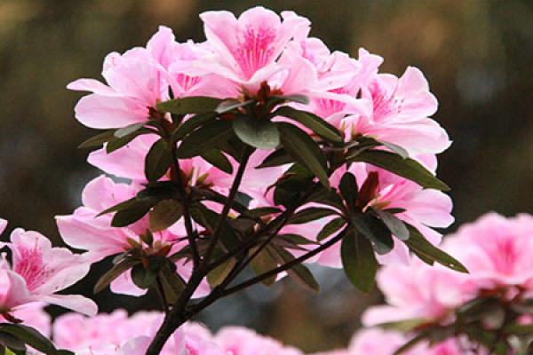 Rhododendron