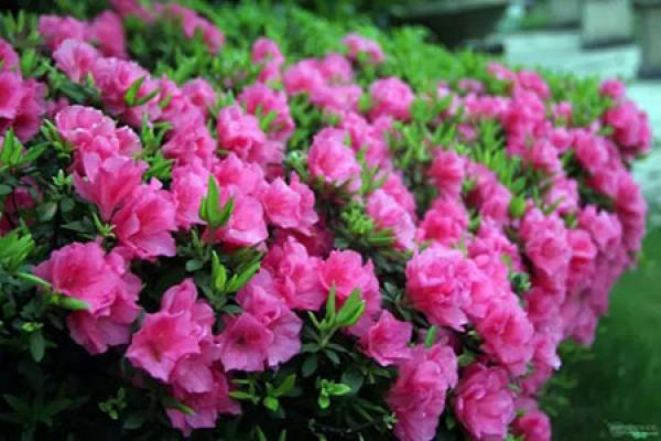 Rhododendron