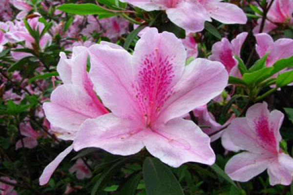 Perennial Rhododendron
