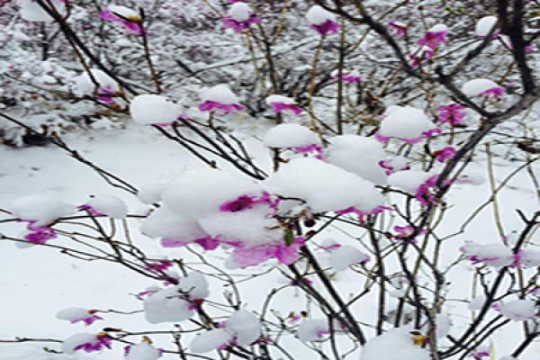 Rhododendron